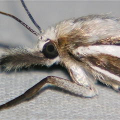 Ubida ramostriellus at Sheldon, QLD - suppressed