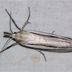 Ubida ramostriellus at Sheldon, QLD - suppressed
