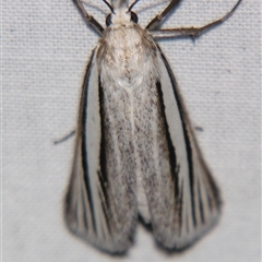 Ubida ramostriellus at Sheldon, QLD - suppressed