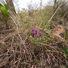 Swainsona behriana (Behr's Swainson-Pea) at Bredbo, NSW - 14 Nov 2024 by WhiteRabbit