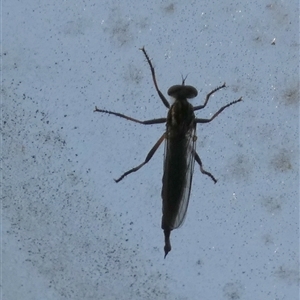 Cerdistus sp. (genus) at Borough, NSW - 2 Dec 2024