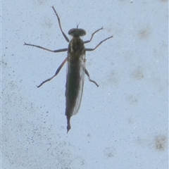 Cerdistus sp. (genus) at Borough, NSW - suppressed