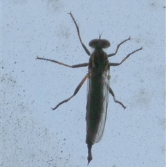 Cerdistus sp. (genus) at Borough, NSW - 2 Dec 2024