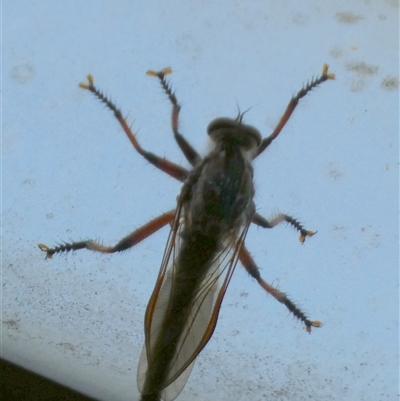 Neoaratus hercules (Herculean Robber Fly) at Borough, NSW - 2 Dec 2024 by Paul4K