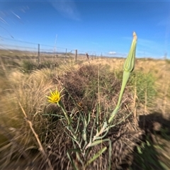 Tragopogon dubius (Goatsbeard) at Bredbo, NSW - 11 Nov 2024 by WhiteRabbit