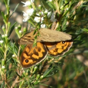 Heteronympha merope at Borough, NSW - 2 Dec 2024