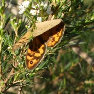 Heteronympha merope at Borough, NSW - suppressed