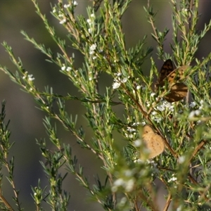 Heteronympha merope at Borough, NSW - 2 Dec 2024