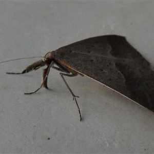 Epidesmia hypenaria at Borough, NSW - suppressed