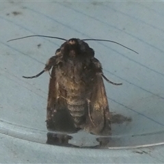 Thoracolopha (genus) (A Noctuid moth) at Borough, NSW - 2 Dec 2024 by Paul4K