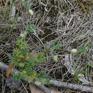 Actinotus gibbonsii at suppressed - suppressed