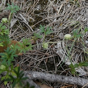 Actinotus gibbonsii at suppressed - suppressed