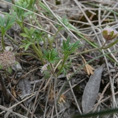 Actinotus gibbonsii at suppressed - suppressed