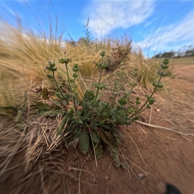 Salvia verbenaca var. verbenaca (Wild Sage) at Bredbo, NSW - 25 Nov 2024 by WhiteRabbit