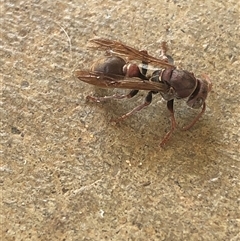 Ropalidia sp. (genus) (A paper wasp) at Kungala, NSW - 4 Dec 2024 by donnanchris