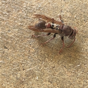 Ropalidia sp. (genus) at Kungala, NSW by donnanchris