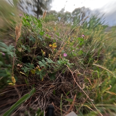 Geranium sp. (Geranium) at Bredbo, NSW - 25 Nov 2024 by WhiteRabbit