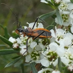 Gminatus australis (Orange assassin bug) at Borough, NSW - 3 Dec 2024 by Paul4K