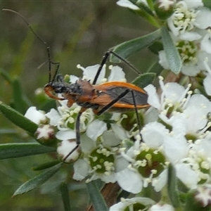 Gminatus australis (Orange assassin bug) at Borough, NSW by Paul4K