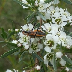 Gminatus australis at Borough, NSW - suppressed