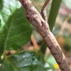 Acrophylla titan (Titan Stick Insect) at Hawker, ACT - 1 Dec 2024 by Philip