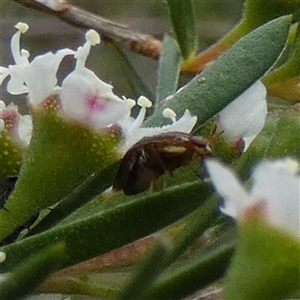 Steganopsis melanogaster at Borough, NSW - suppressed