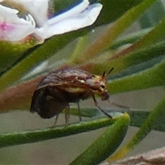 Steganopsis melanogaster at Borough, NSW - suppressed