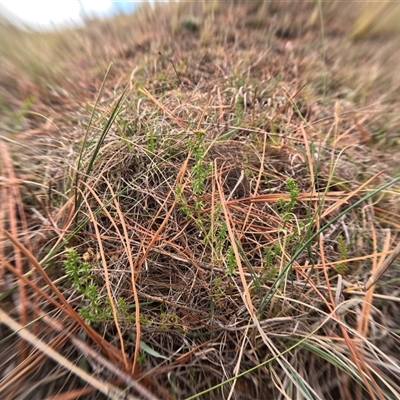 Asperula conferta (Common Woodruff) at Bredbo, NSW - 25 Nov 2024 by WhiteRabbit