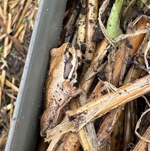 Litoria verreauxii verreauxii at Hackett, ACT - 5 Dec 2024 10:52 AM