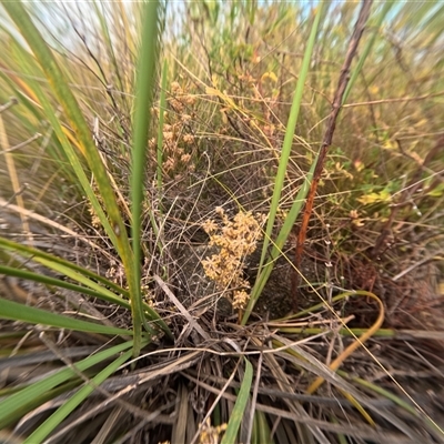 Lomandra multiflora (Many-flowered Matrush) at Bredbo, NSW - 25 Nov 2024 by WhiteRabbit