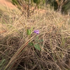 Glycine tabacina (Variable Glycine) at Bredbo, NSW - 25 Nov 2024 by WhiteRabbit