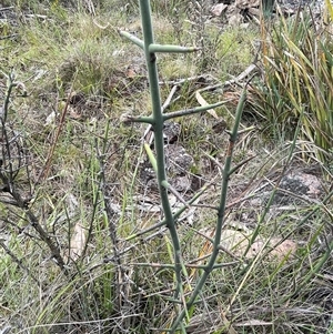 Discaria pubescens (Australian Anchor Plant) at Rendezvous Creek, ACT by JaneR