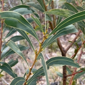 Acacia rubida (Red-stemmed Wattle, Red-leaved Wattle) at Rendezvous Creek, ACT by JaneR