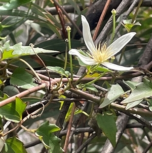 Clematis aristata (Mountain Clematis) at Rendezvous Creek, ACT by JaneR