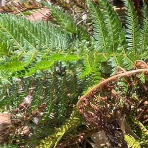 Polystichum proliferum at Rendezvous Creek, ACT - 4 Dec 2024 12:23 PM