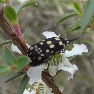 Mordella dumbrelli (Dumbrell's Pintail Beetle) at Borough, NSW by Paul4K