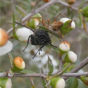 Oxyopes sp. (genus) at Borough, NSW - suppressed