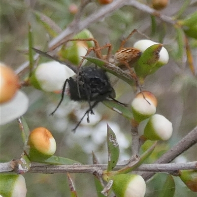 Oxyopes sp. (genus) at Borough, NSW - 3 Dec 2024 by Paul4K