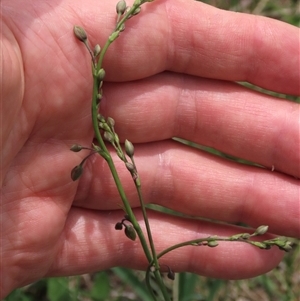 Arthropodium milleflorum at Dry Plain, NSW - 11 Dec 2023