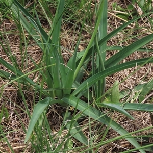 Arthropodium milleflorum at Dry Plain, NSW - 11 Dec 2023