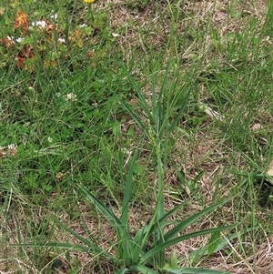 Arthropodium milleflorum at Dry Plain, NSW - 11 Dec 2023