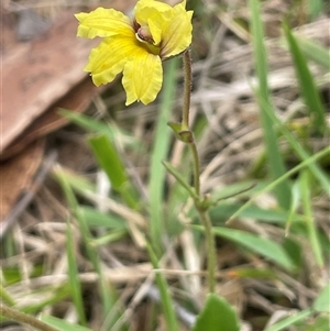 Goodenia hederacea subsp. hederacea at Rendezvous Creek, ACT - 4 Dec 2024