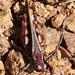 Austroicetes sp. (genus) (A grasshopper) at Gundaroo, NSW - 4 Dec 2024 by Gunyijan