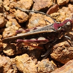 Austroicetes sp. (genus) at Gundaroo, NSW - 5 Dec 2024