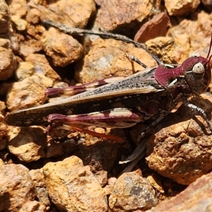 Austroicetes sp. (genus) at Gundaroo, NSW - 5 Dec 2024