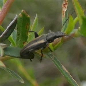 Lepturidea pascoei at Borough, NSW - suppressed