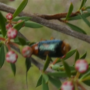 Aporocera sp. (genus) at Borough, NSW - suppressed