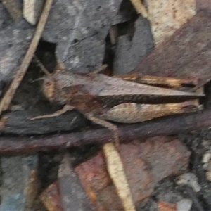 Acrididae sp. (family) (Unidentified Grasshopper) at Borough, NSW by Paul4K