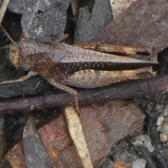 Acrididae sp. (family) at Borough, NSW - 4 Dec 2024