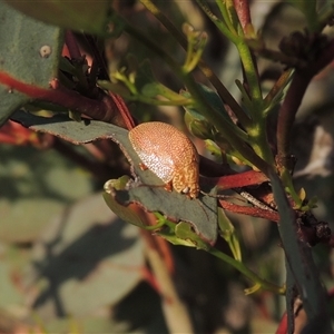 Paropsis atomaria at Conder, ACT - 7 Jan 2024